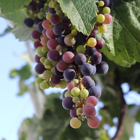 ラスパルマス・デ・グランカナリア Casa-Finca El Maipez De Tejedaヴィラ エクステリア 写真